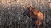 The journey of Minnesota's Rutt the moose is tracked by a herd of fans