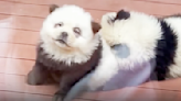 Chinese zoo dyed dogs to look like pandas