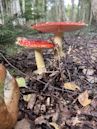 Amanita muscaria