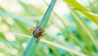 How Long Does a Tick Need to Be on You to Transmit Lyme?