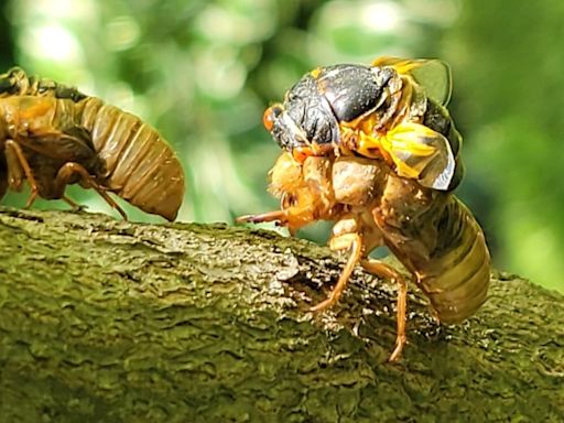 How long will cicadas last in Illinois? What to expect with 2024 emergence