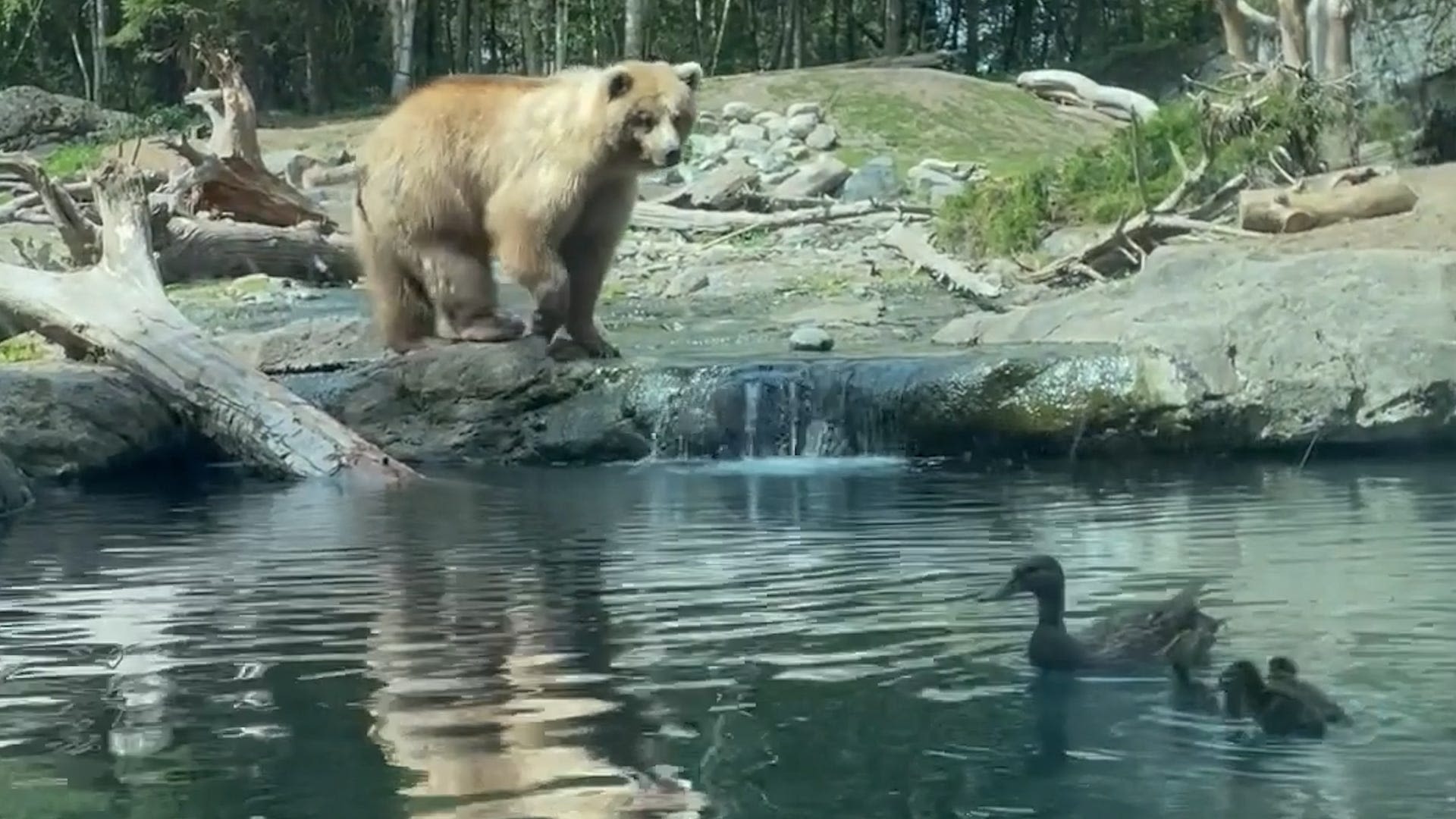 Bear eats family of ducks as children and parents watch in horror: See the video