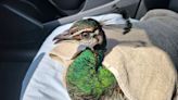 Young peacock seriously injured after being struck by car in Tampa Bay area: FHP