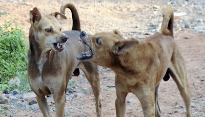 Toddler mauled to death by stray dogs in Hyderabad’s Jawahar Nagar