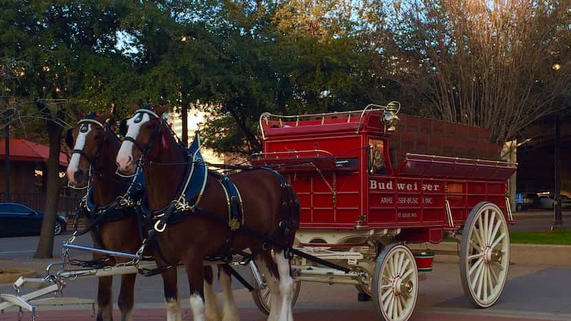 Budweiser Clydesdales will deliver beer Friday in North Texas. Here’s where to see them