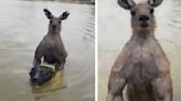 Viral video: Man fights off 'absolutely jacked' kangaroo trying to drown his pet dog in river