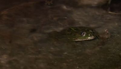 El dormir les sale 'rana' a los vecinos de Güejar Sierra, en Granada: una comunidad de anfibios preocupa por su canto