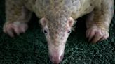 Chinese drug firms backed by global banks found using leopard and pangolin parts, group says