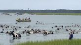 Thousands watch Chincoteague wild ponies complete 99th annual swim in Virginia