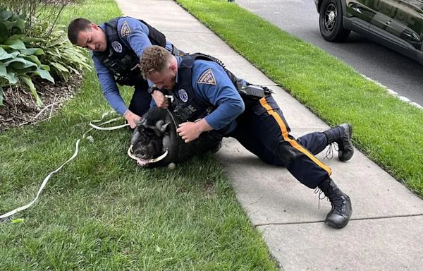 ‘We know where the pig belongs’: The escape and capture of Gloucester County’s Pumba, the potbellied pig