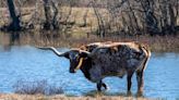 A Man Was Caught Transporting His Massive Watusi Bull in the Passenger's Seat of a Modified Crown Victoria