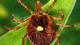 Tick bite could lead to life-threatening allergy, CDC says