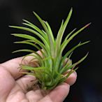 空氣鳳梨 西雷達小精靈(高%出藝) Tillandsia ionantha Selecta