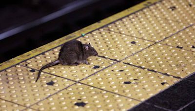 NYC issues warning of infectious disease spread by rat urine after record year of reported cases