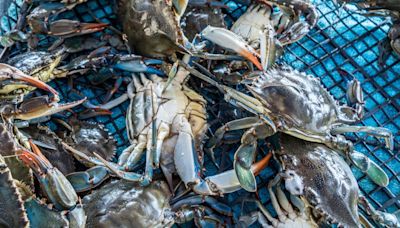 Experts urge people to fish and eat crab species putting entire fishing industry at risk: 'An animal of unacceptable intelligence'