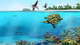 150 million-year-old turtle 'pancake' found in Germany