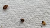 South Korean authorities struggle to contain growing bedbug infestations
