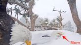 2 eagle parents took turns getting covered in snow to protect their eggs from the California storm