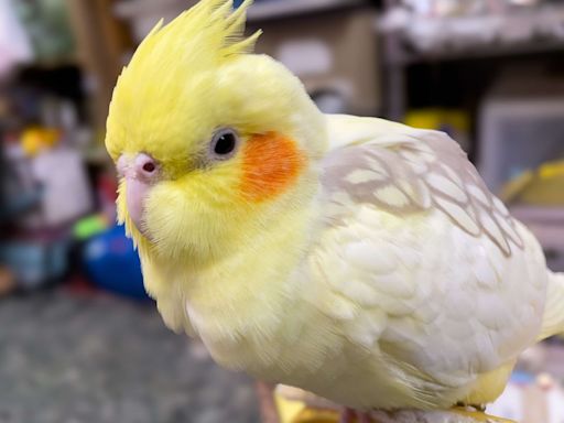 毛毛你在哪／高雄玄鳳鸚鵡走失「有綠色腳環」 飼主懸賞2萬盼回家