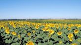 Retroceso: la producción de girasol cayó de la mano de un menor uso de tecnología