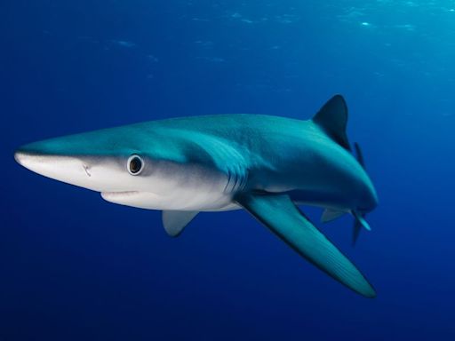 Oh, Perfect ― Sharks Are Now Testing Positive For Cocaine