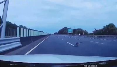 獼猴誤闖國三高速公路 路肩衝出險釀車禍