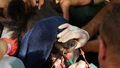 Un viejo zoo de Pakistán se transforma en un centro para salvar a animales maltratados