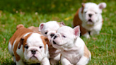 English Bulldog Puppies’ Morning Playtime Is a True Timeline Cleanse