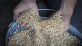 破壞歐盟團結！東歐農民強烈不滿 《外交政策》：小麥進口成為烏克蘭問題的新隱憂