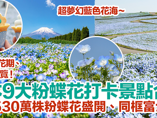 【粉蝶花日本2024】日本9大粉蝶花打卡景點！530萬株粉蝶花、同框富士山！粉蝶花花期、交通一覽！ | HolidaySmart 假期日常