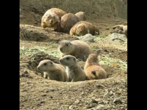 Prairie dog pups help Connecticut’s Beardsley Zoo celebrate Mother’s Day