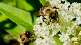 Experts raise concerns as once-plentiful bee species teeters on brink of collapse: 'Due to a number of interacting stressors'