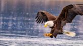 Learn About Grand Lake's Eagles & Ospreys with The Ohio State University's Marne Titchenell