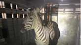 Zebra captured in Washington after a week-long search