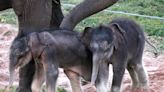 Rare Elephant Twins are Born in 'Historic Moment’ at Syracuse Zoo