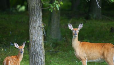 Rare and fatal brain disease in two deer hunters heightens concerns about CWD