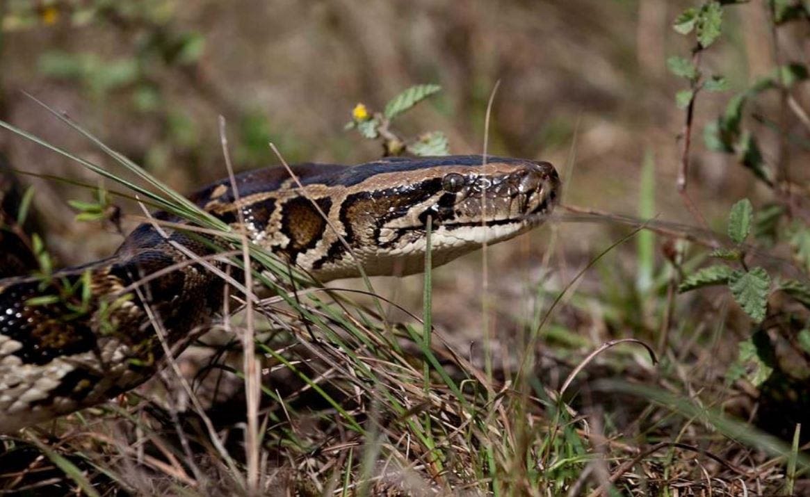 Florida Health Department advises against eating pythons, but some do anyway. What to know