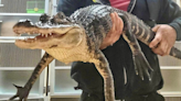 Alligator abandoned in New Jersey finds new home in Florida