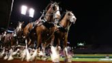 The Budweiser Clydesdales' 24 Best Super Bowl Commercials (Including Full 2024 Ad)