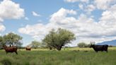 Damage to riparian areas where cattle graze renews debate over use of public lands in Arizona