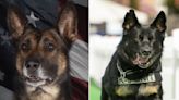 Milwaukee County Sheriff'ss Office mourning loss of 2 K-9s, Apollo and Carlos