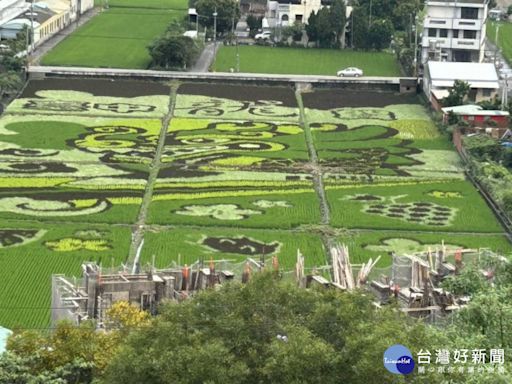 外埔區「台中龍賀」稻田彩繪啟用 四種不同稻穀色彩圖騰壯觀亮麗