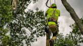 GRAPHIC PHOTOS: Dead bobcat removed from tree in Safety Harbor