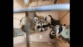 Mama raccoon and babies made a home in Home Depot. Colorado rescuers needed a forklift