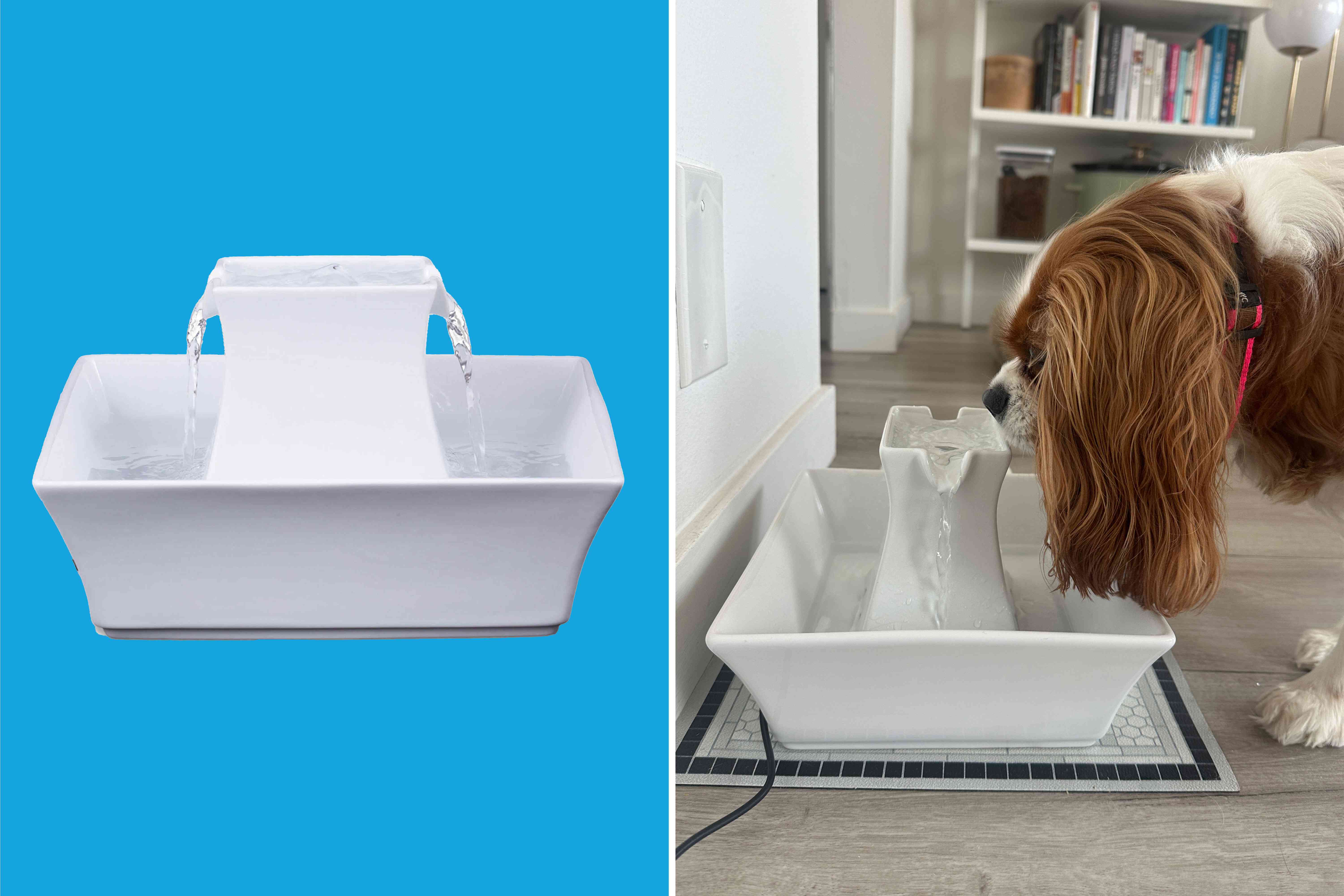 My Dog’s Water Stays Clean All Day Thanks to This Clever Gadget That Keeps Her Hydrated