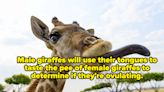 102 Animal Facts That Might Change The Way You See Animals