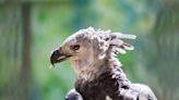 Some of the world’s rarest birds are being saved in Boise. Here’s how you can see them