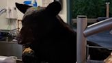 Video captures shocking moment when worker comes face-to-face with black bear at Tennessee park