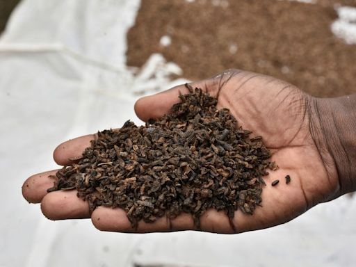 Orphans in Congo fed palm weevil larvae in bid to beat malnutrition