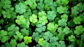 Do You Know the Difference Between Shamrocks and Four-Leaf Clovers?
